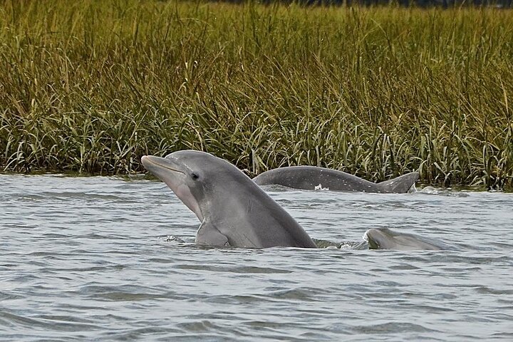 Operator photograph for Hilton Head Salt-Marsh Sunset Dolphin Cruise